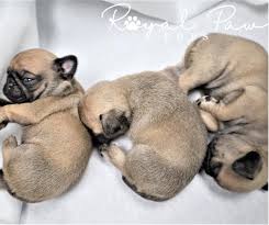 What a gorgeous pug puppy this is! Pug Puppies Houston Royal Paw Pups Home Facebook