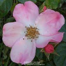 This collection also offers rose varieties that need little maintenance and can adapt well to challenging soil conditions. Roses Forum More May Blooms Garden Org