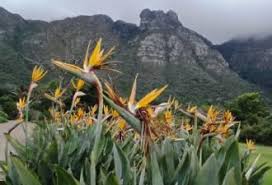 Image result for Strelitzia caudata