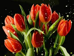 Felicitari de 8 martie animate cele mai frumoase felicitări şi mesaje pentru ziua femeii. Gifs Tulips 100 Pieces Of Animated Picture Spring Flowers