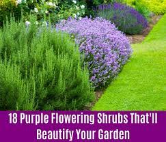 We rounded up our favorite purple flowers, from pale lilac to deep violet. 18 Purple Flowering Shrubs That Ll Beautify Your Garden Diy Crafts