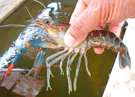 Koleksi udang galah hidup beserta dengan beberapa ekor ikan misteri di dalam kolam/holding tank milik bapa aku. Novel Online Cari Jodoh Kelas Bahasa Inggeris Dewasa Bilik Sewa Kedai Tanah Untuk Dijual Seremban