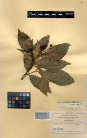 Image result for Lepisanthes senegalensis