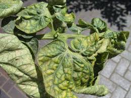Maybe you would like to learn more about one of these? Tomato Foliage Problems