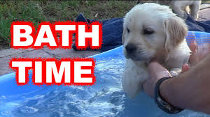 Leaving soap in the coat can cause an allergic reaction, can attract dirt. Labrador Golden Retriever Puppy First Bath Youtube