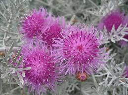 Image result for Centaurea praecox