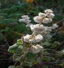 Image result for Lysimachia ruhmeriana