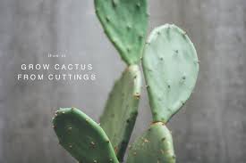 Do you think it's too hard? Grow Cactus From Cuttings Ljubeznice
