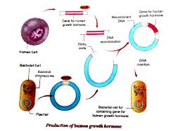 Human growth hormone benefits, facts and fiction. Explain The Steps Involved In The Production Of Recombinant H G