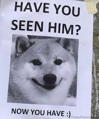 Dog Not Missing Super Funny Memes Funny Cute Funny Animal Photos