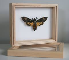 We did not find results for: Deaths Head Hawk Moth Framed Acherontia Atropos In Stock Now Natural History Direct