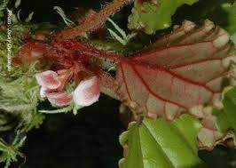 Image result for Begonia ciliobracteata