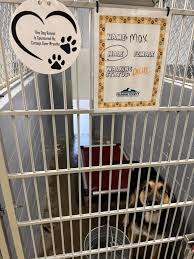 Our first kennel sponsor plaques are up 🩵🐾 Thank you so much to those of  you who have participated in sponsoring a kennel! It goes such a long way  here at MAHS.