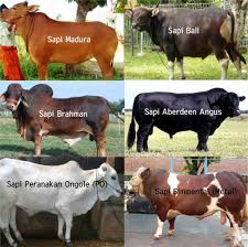 Sapi bali adalah sapi keturunan banteng liar yang telah di jinakkan pada abad 19 di bali. Agromaret Mengenal Jenis Jenis Sapi 1 1 Sapi Madura Sapi Madura Adalah Produk Lokal Yang Dikembangkan Dari Perkawinan Silang Banteng Dengan Bos Indicus Keunggulan Sapi Madura Antara Lain Mudah Dipelihara