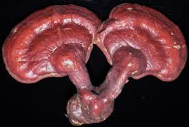 Image result for Ganoderma tsugae