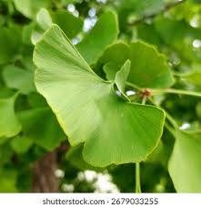 Image result for Ginkgoaceae
