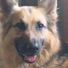 Fundraiser for Dennis Cullen by Charles Cullen : Support Kane's Surgery:  Family's Loving Plea