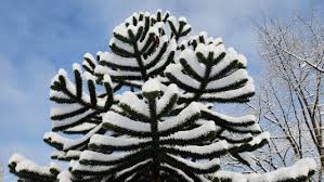 Image result for Arauk rie Araucaria