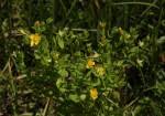 Image result for Hypericum peplidifolium