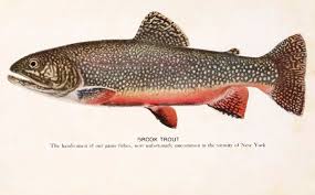 brook trout wikipedia