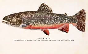 Brook Trout Wikipedia