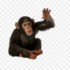 Baby Chimpanzee Png Monkey Png 600 600 Png Download Free Transparent Background Baby Chimpanzee Png Png Download Baby Chimpanzee Chimpanzee Animal Icon