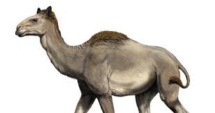 Image result for camel