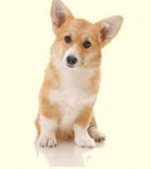 Feel free to browse hundreds of active classified puppy for sale. Welsh Corgi Mix Puppies For Sale In De Md Ny Nj Philly Dc And Baltimore Greenfield Puppies Corgi Dog Corgi Welsh Corgi