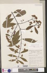 Image result for Pycnobotrya