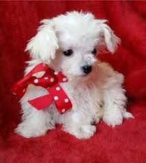 Bichon frise puppies are small and nonshedding. Bichon Frise Puppies For Sale Montevista Free Classifieds In Philippines