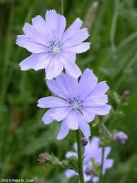 Image result for Cichorium intybus
