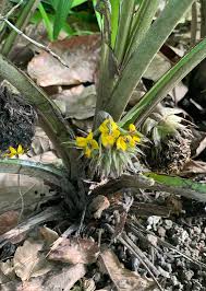 Image result for Curculigo latifolia