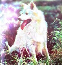samoyed hayvanlar iman simsek