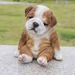 PuppyFind | English Bulldog Puppies for Sale