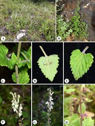 Image result for Tinnea rhodesiana