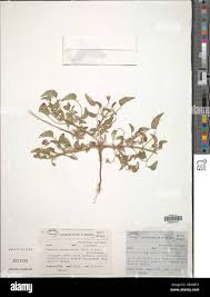 Image result for Monsonia senegalensis