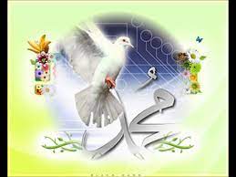 صلو صلو صلاتين على الهادي نور العين animals wild animals bird