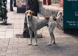 An animal control service or animal control agency is an entity charged with responding to requests for help with animals ranging from wild animals, dangerous animals, or animals in distress. Slim Pickings For Strays And Pets During Covid 19 Lockdown