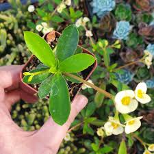 Image result for Senecio oxyriifolius