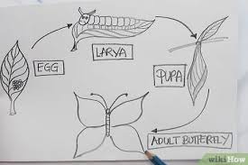 We chose to paint the egg (single egg carton) brown, the caterpillar (3 sections) green, the chrysalis (2 sections) brown, and the butterfly (4 piece) purple and. How To Draw The Parts Of A Butterfly Life Cycle 5 Steps