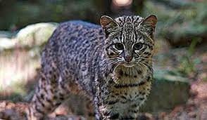 1) die rohrkatze gilt aktuell nicht als besonders gefährdet. Die Acht Katzenarten Der Leopardus Gattung 2021