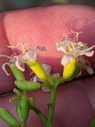 Image result for Cordia afra