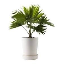 Saldos Ikea Ate 60 15 Dezembro A 6 De Janeiro Plantas Arvores Em Vasos Jardinagem