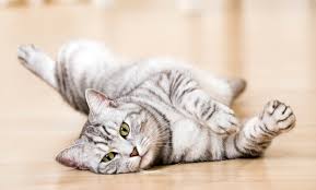 Check spelling or type a new query. Tabby Cat Breeds Colours Markings Cat World