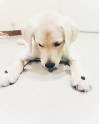 So Confused Which To Eat First Puppies Puppy Dogs Dogsofinstagram Dog Puppiesofinstagram Visit Inst4gram For More Inst4gram Animals