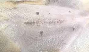 Was muss man an kosten rechnen? Hunde Kastrieren Sinnvoll Oder Nicht