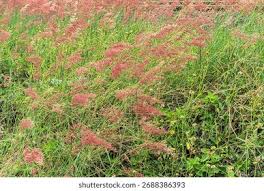 Image result for Melinis repens