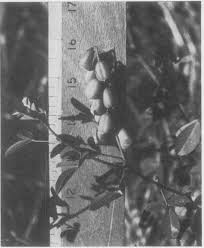 Image result for Crotalaria laburnoides