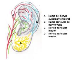 Nervio vago y oído