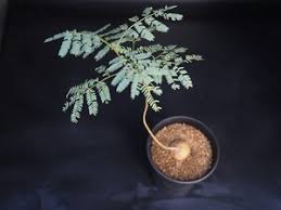 Image result for Elephantorrhiza suffruticosa